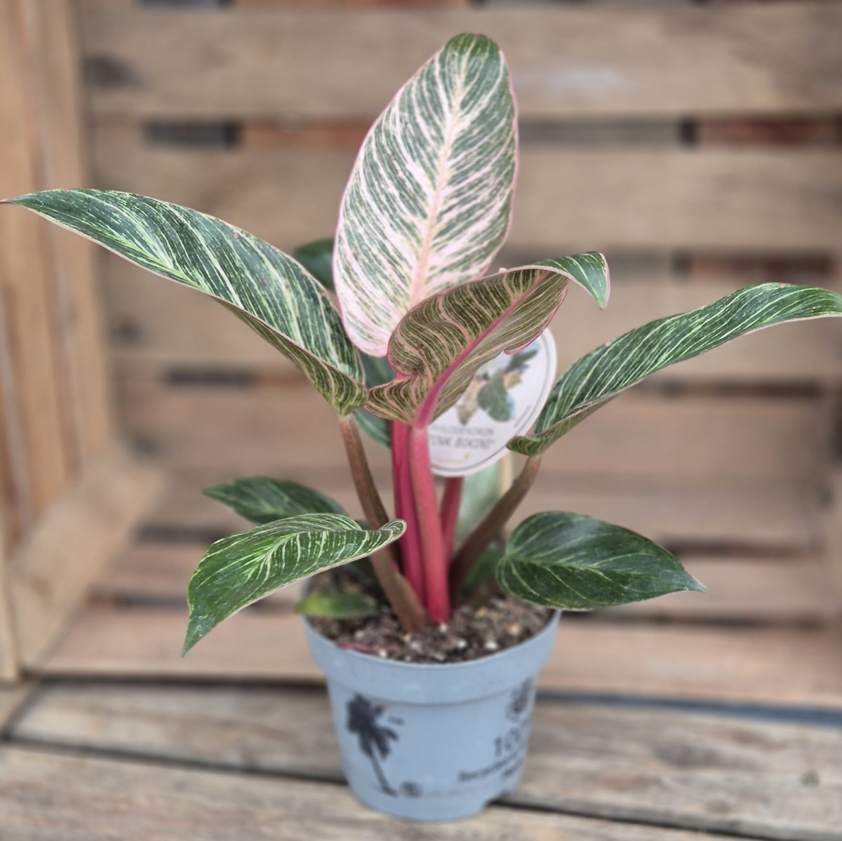 Philodendron Pink Bikini