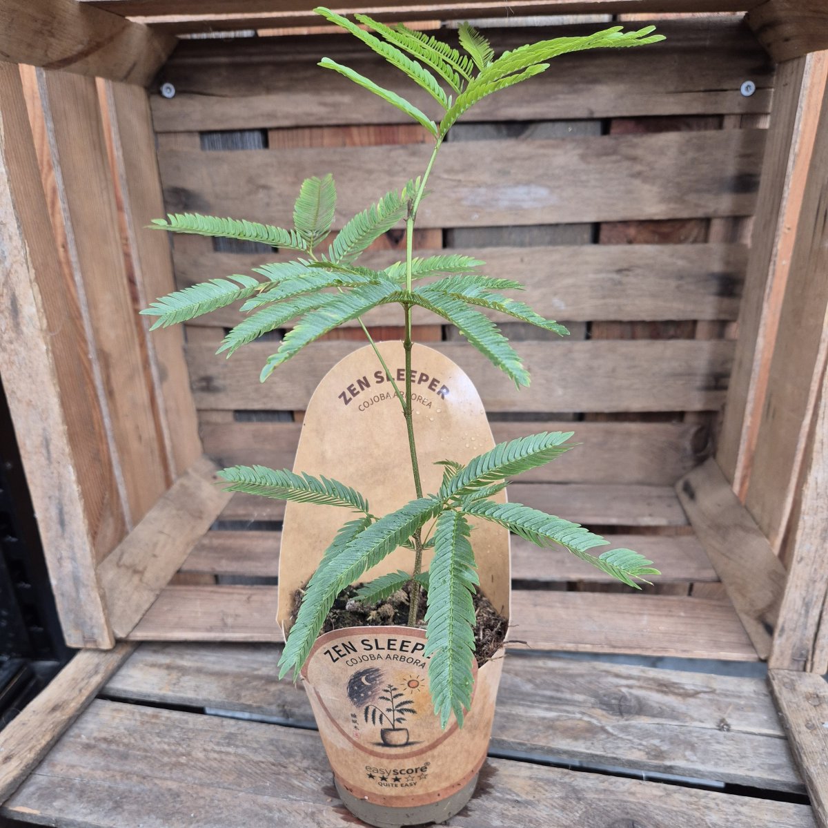 Cojoba Arborea (Storlek: 11cm)