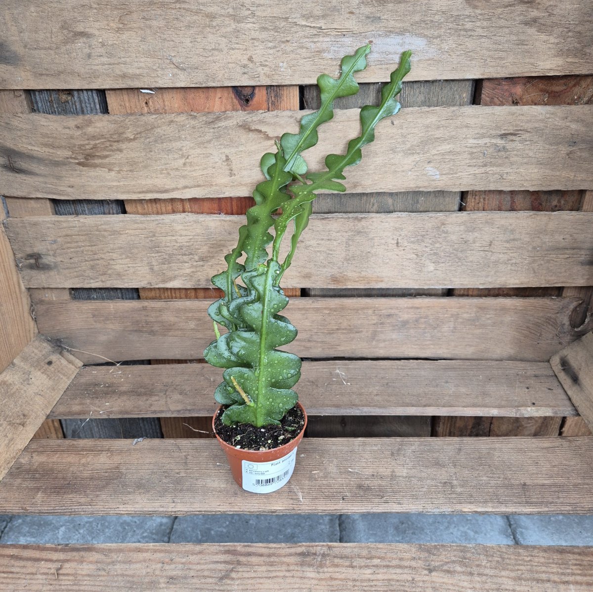 Fishbone - Epiphyllum Anguliger (Krukstorlek: 6cm)