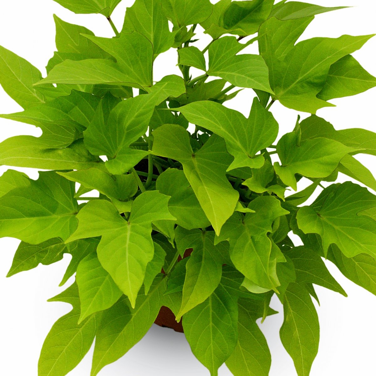 Batata Ipomoea, Stickling 3-pack - Batata Ipomoea Sweet Caroline Light Green