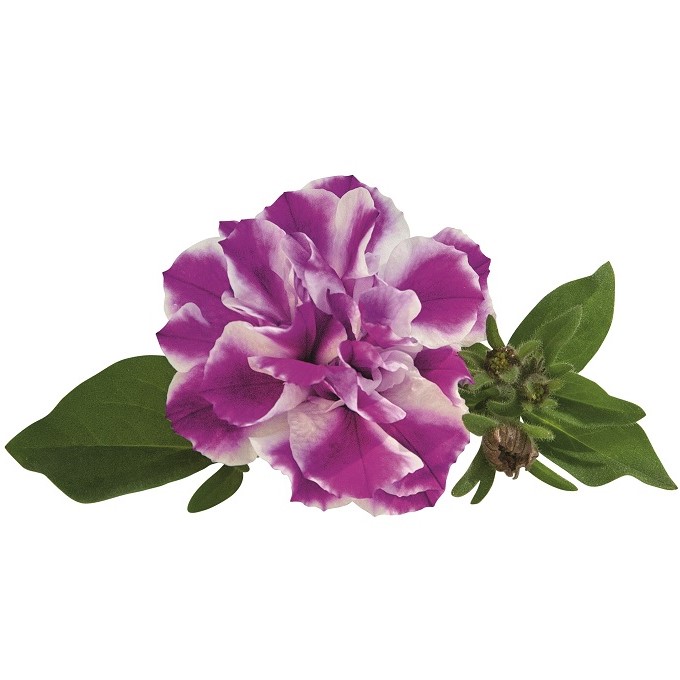 Petunia, Stickling 3-pack - Petunia x hybrida Amarena Twist