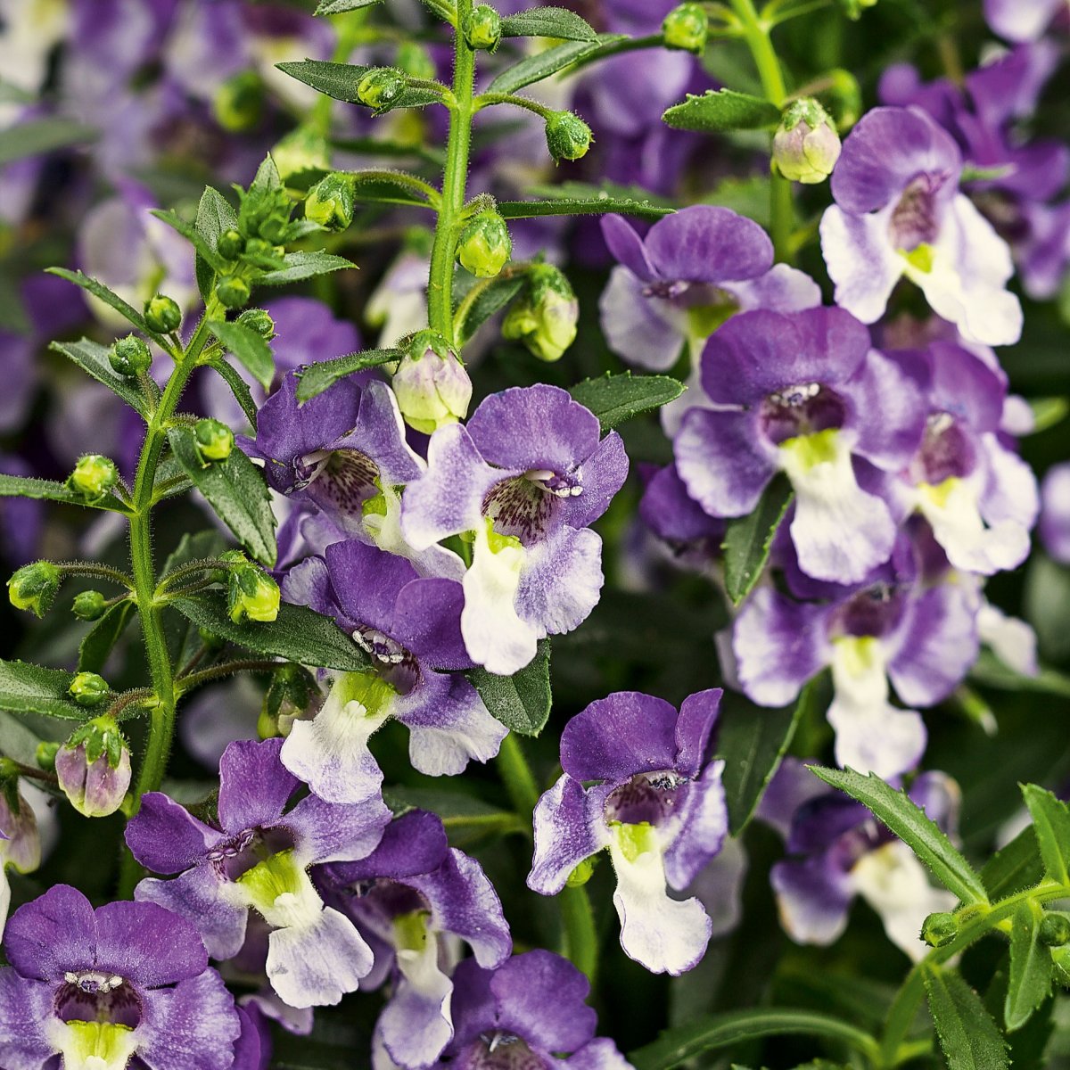 Angelonia, Stickling 3-pack - Angelonia hybrid Angelface&reg; Wedgwood Blue