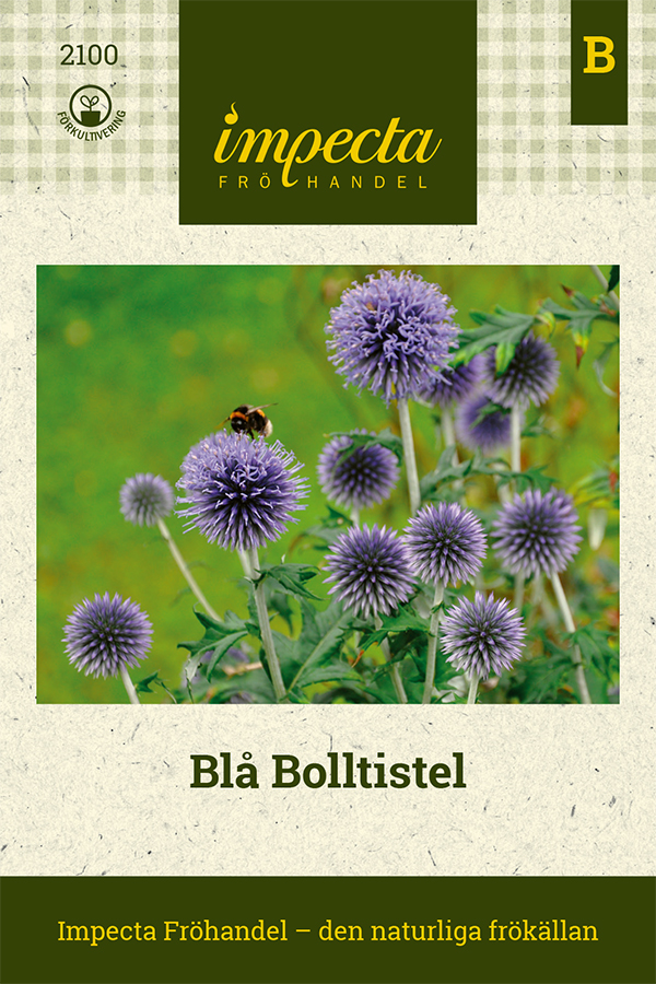 Blå Bolltistel - Echinops bannaticus