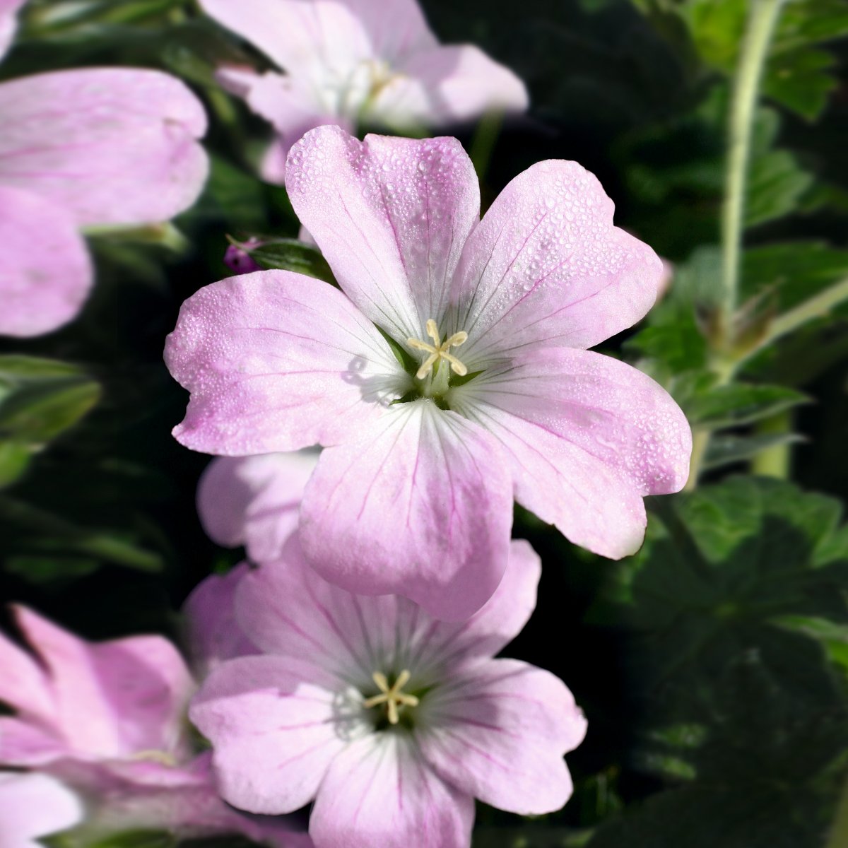 Tr&aring;dg&aring;rdsn&auml;va, Stickling 3-pack - Geranium hybr. Dreamland &reg;