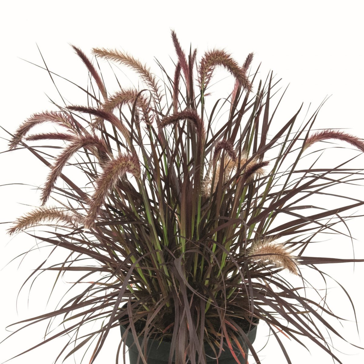 Dv&auml;rgfont&auml;ngr&auml;s, Stickling 3-pack - Pennisetum x advena Tiny Tails