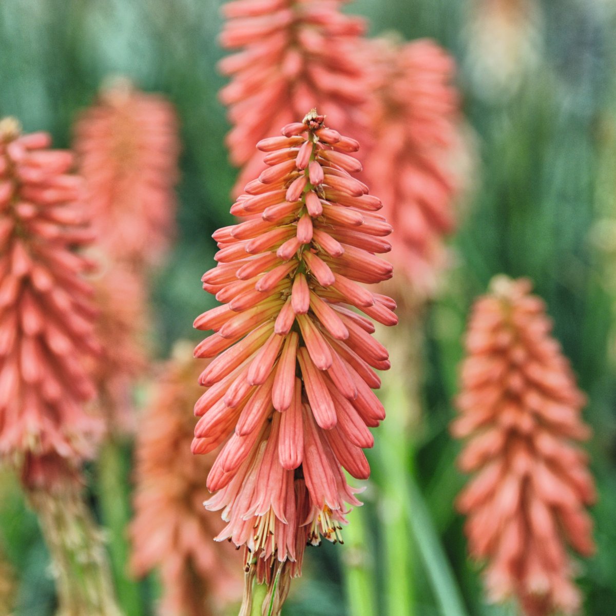Rabattfackellilja, Stickling 3-pack - Kniphofia cultorum Redhot Popsicle &reg;