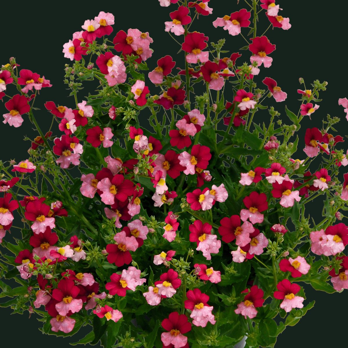 Nemesia, Stickling 3-pack - Nemesia Sunsatia &reg; Plus Berry Delight