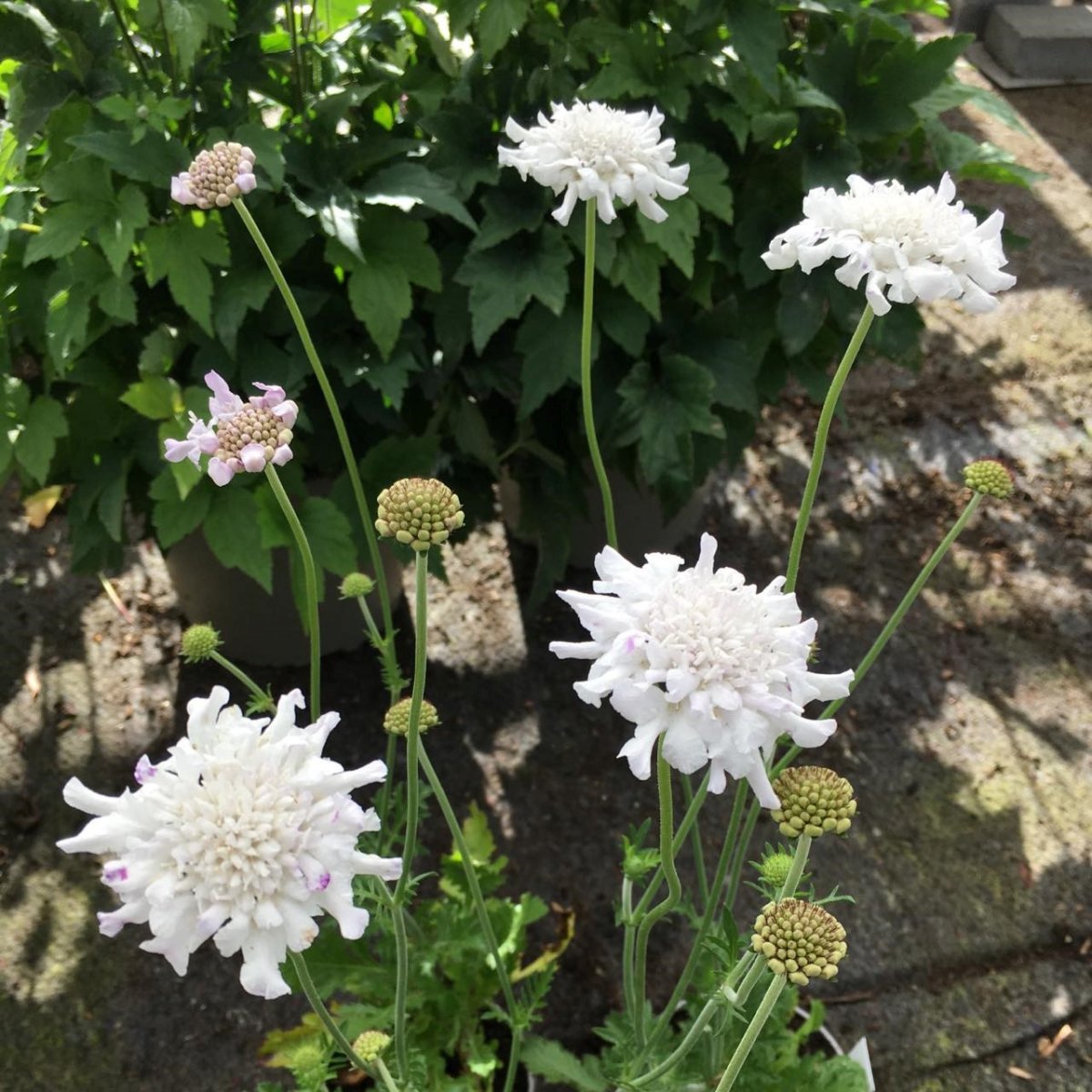 F&auml;ltv&auml;dd - Scabiosa columbaria White Flutter &reg; (Krukstorlek: 0,5-1L)