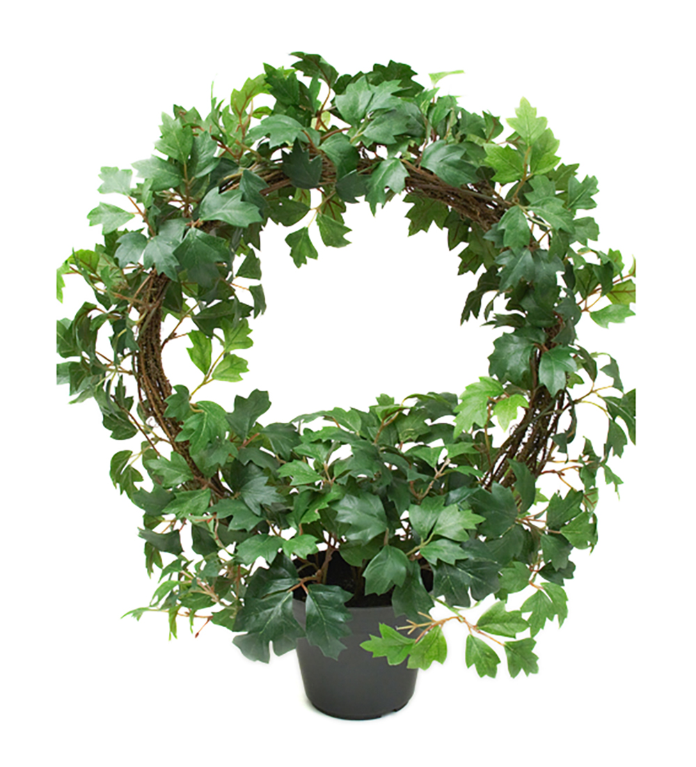 Cissus B&aring;ge 45cm