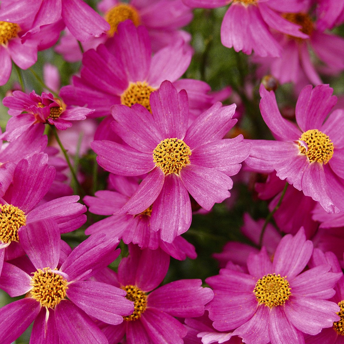 H&ouml;st&ouml;ga, Stickling 3-pack - Coreopsis Pink Lady