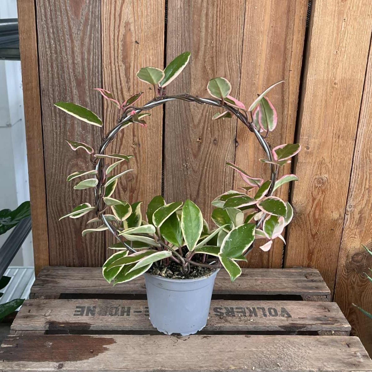 Hoya carnosa Flamingo Dream, Porslinsblomma b&aring;ge - Hoya carnosa Flamingo Dream