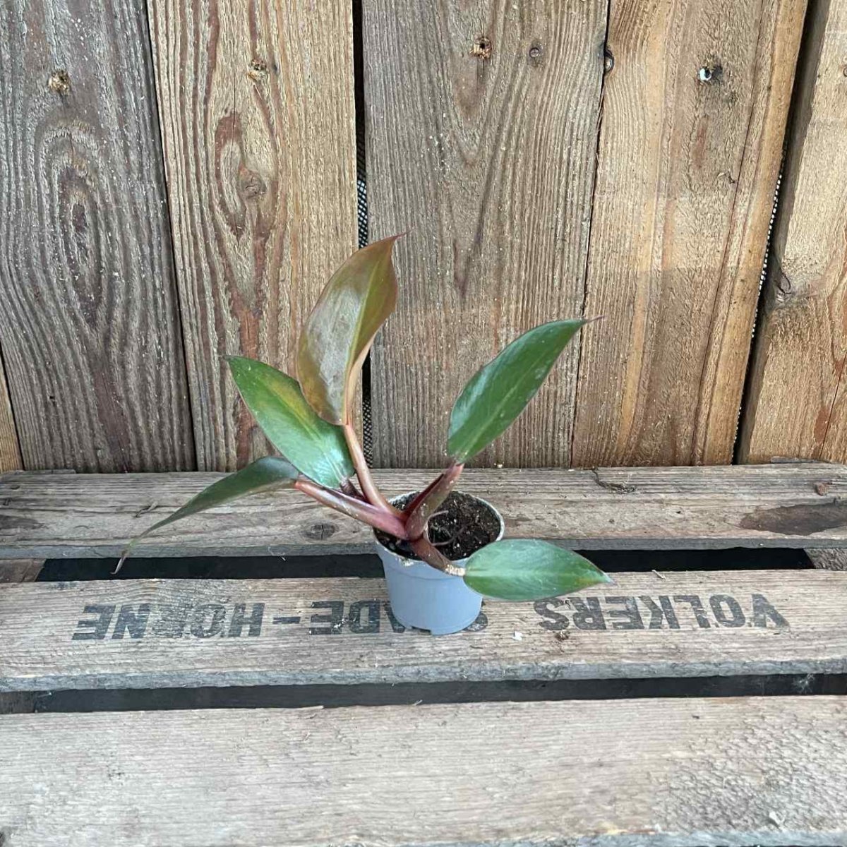 Philodendron Red Sun, Philodendron - Philodendron Red Sun