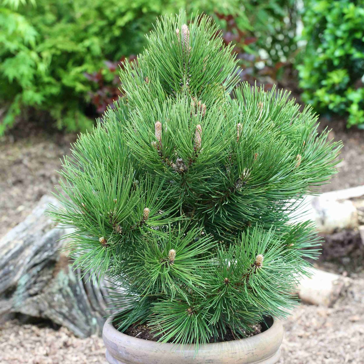 Ormskinnstall - Pinus heldreichii Malinki (Storlek: C2,3)
