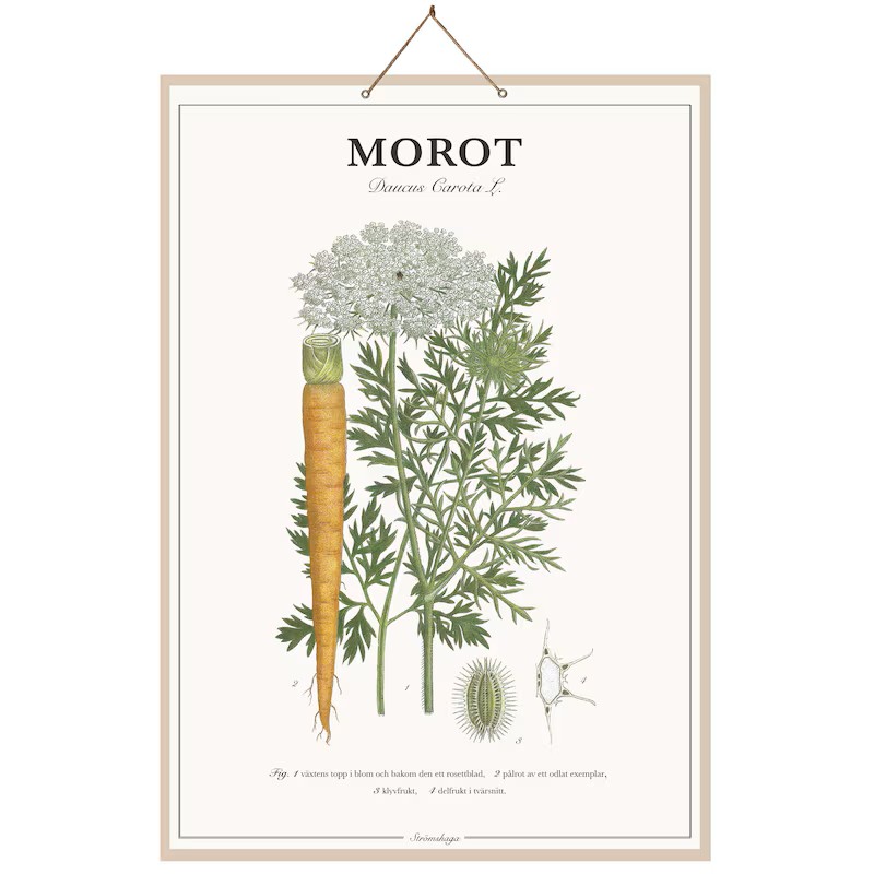 Skolplansch Morot 44x66cm