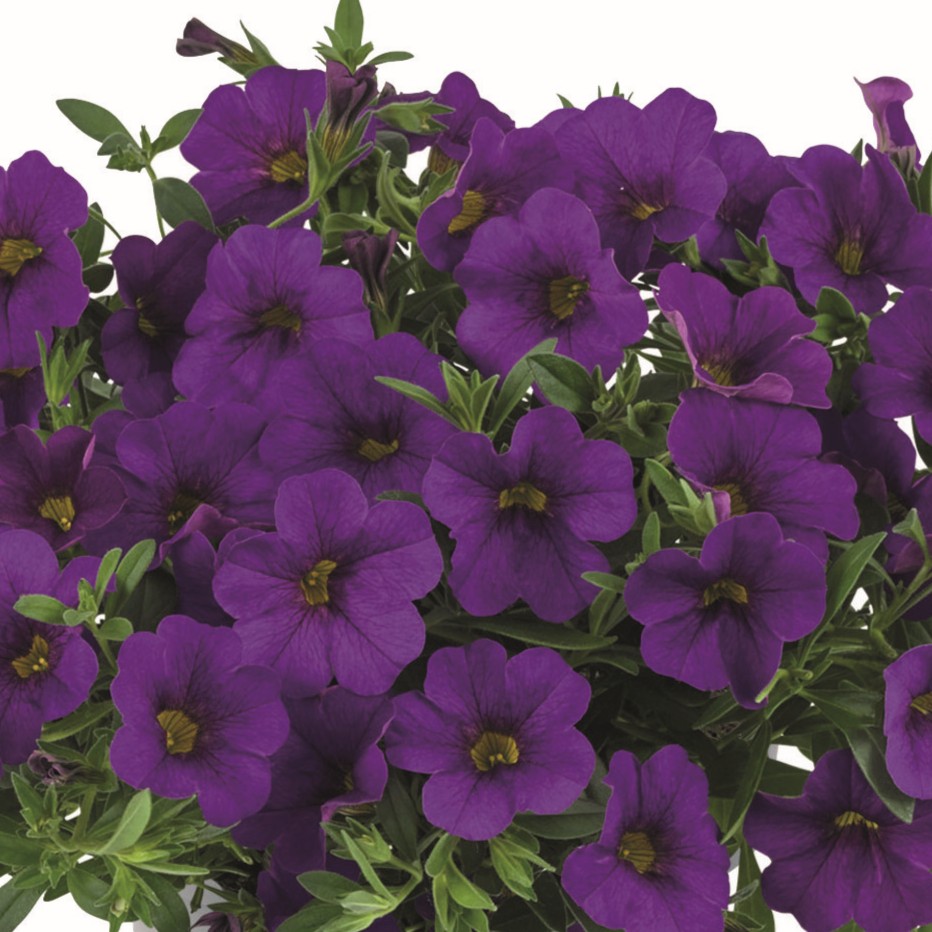 Sm&aring;petunia, Million Bells, Stickling 3-pack - Calibrachoa Cabaret&reg; Early Deep Blue