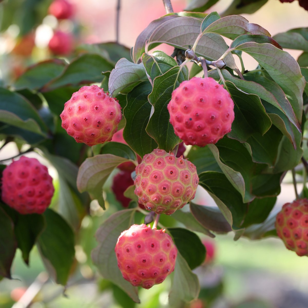 Koreansk Blomsterkornell - Cornus kousa Cappucino (Storlek: 60-80 C6)
