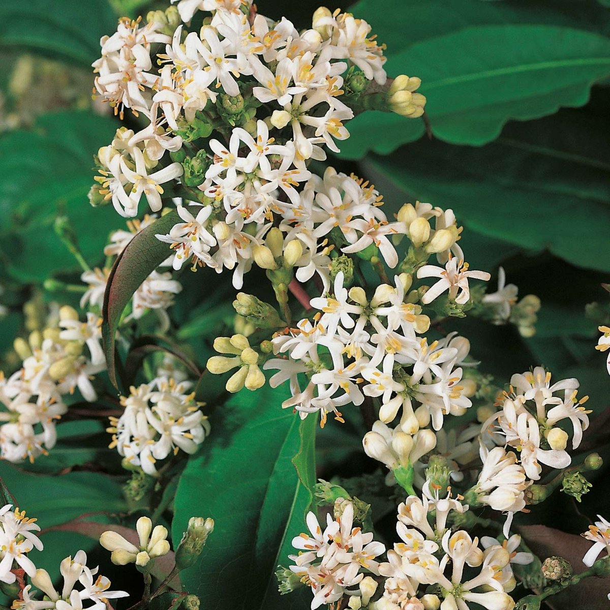 Jasmintry - Heptacodium miconioides Tianshan ® (Storlek: busk C5)