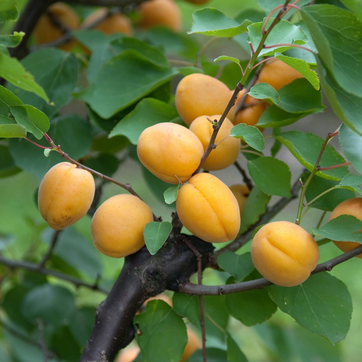 Aprikos Låg Stam - Övriga fruktträd - Fruktträd