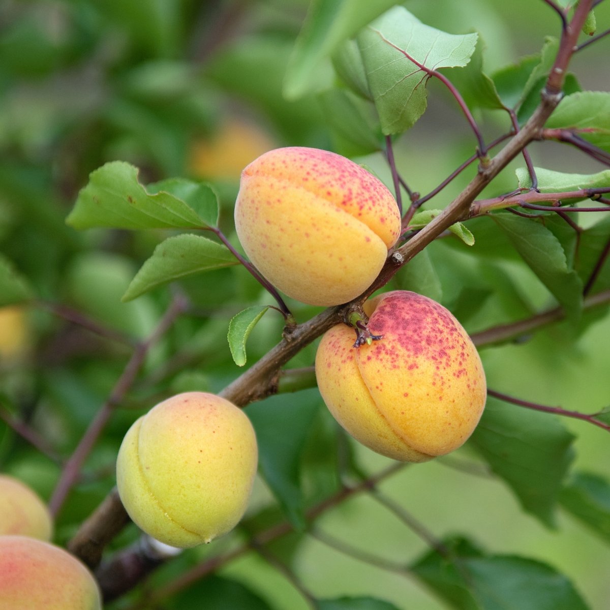 Aprikos Låg Stam - Prunus armeniaca Nancy (Aprikose von Nancy) (Storlek: stam St.JulA C7,5)