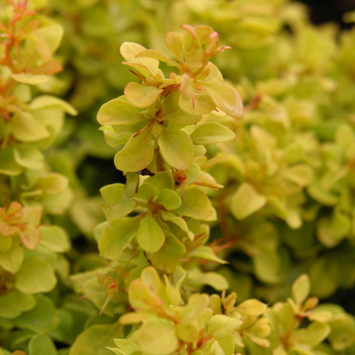 dvärgberberis - berberis thunbergii golden nugget ® (storlek: 20-25 c2,8)