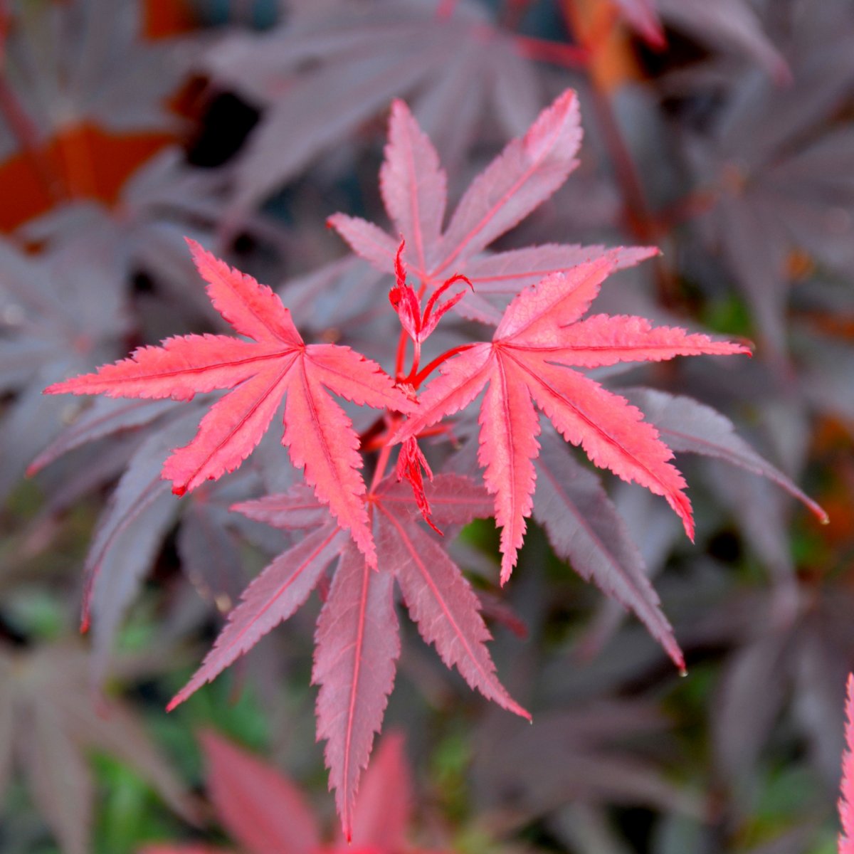 Japansk Lönn - Acer palmatum Pixie (Storlek: 40-60 C4,5)