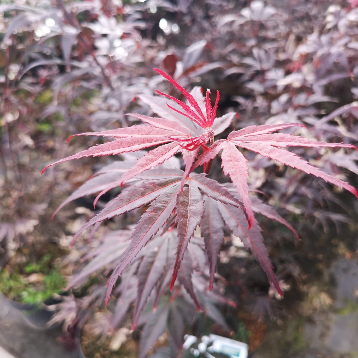 Flikbladig Japansk Lönn - Acer palmatum Pung Kil (Storlek: 40-60 C4,5)