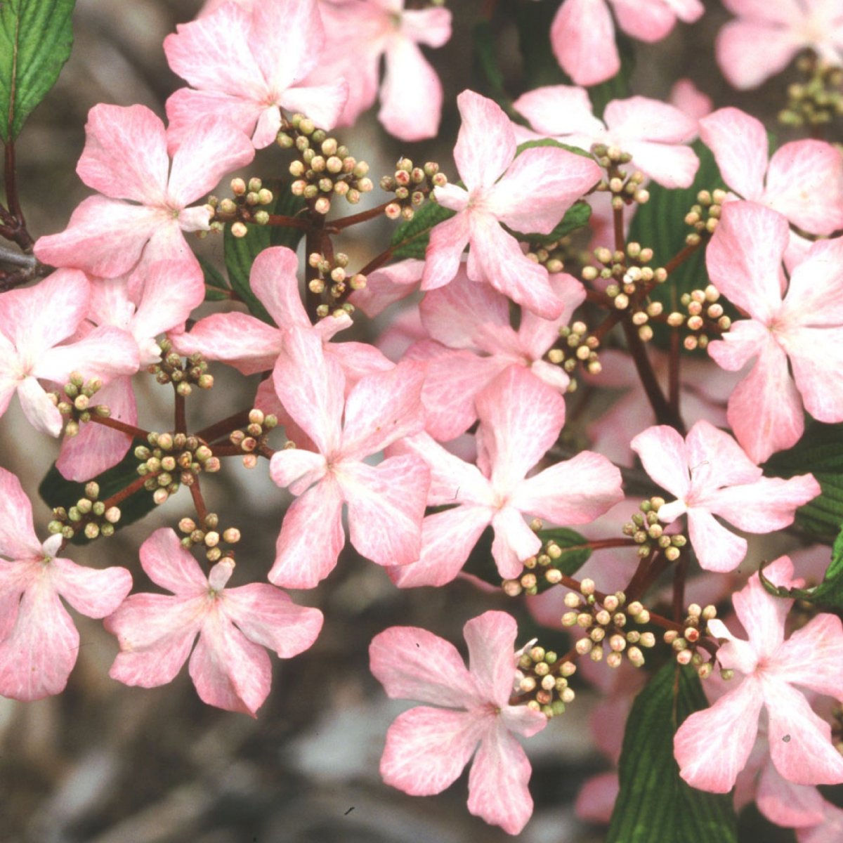 Japanolvon - Viburnum plicatum Molly Schroeder ® (Storlek: 30-40 C3)