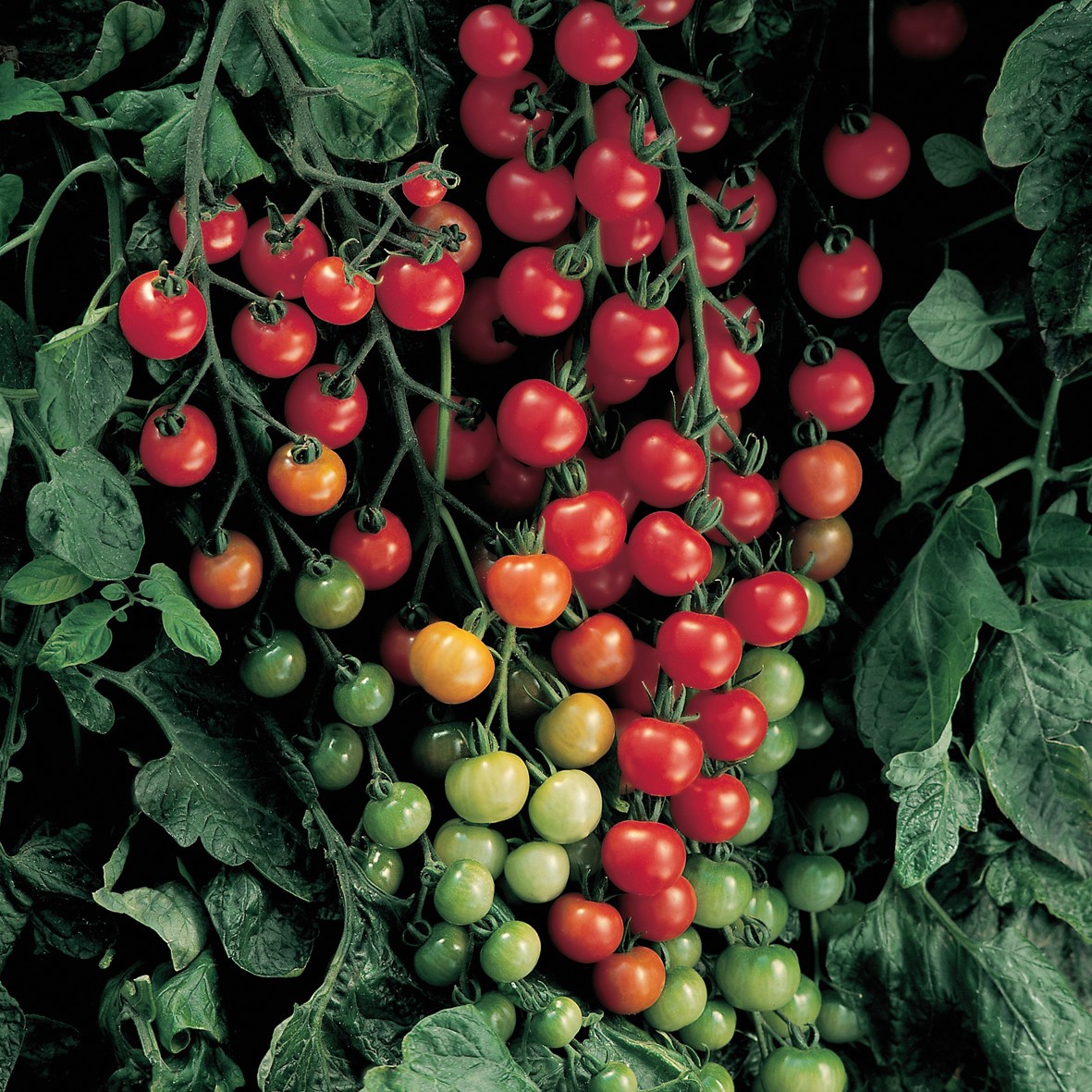 Cocktailtomat, Stickling 3-pack - Solanum lycopersicum Supersweet 100