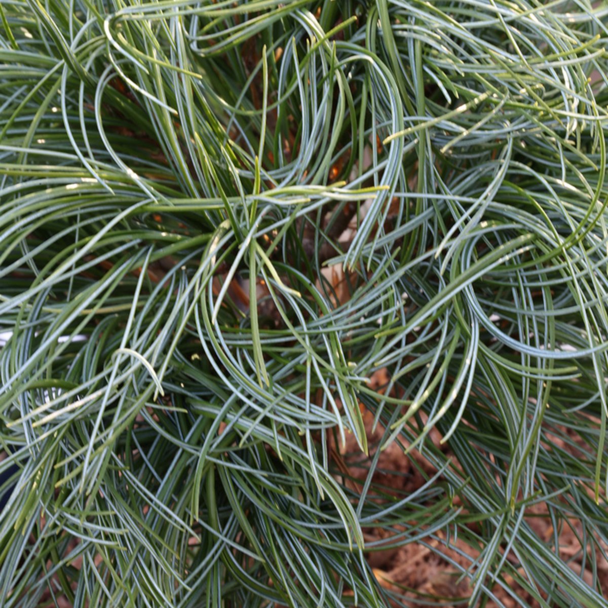 Weymouthtall - Pinus strobus Green Twist (Storlek: C3,4)