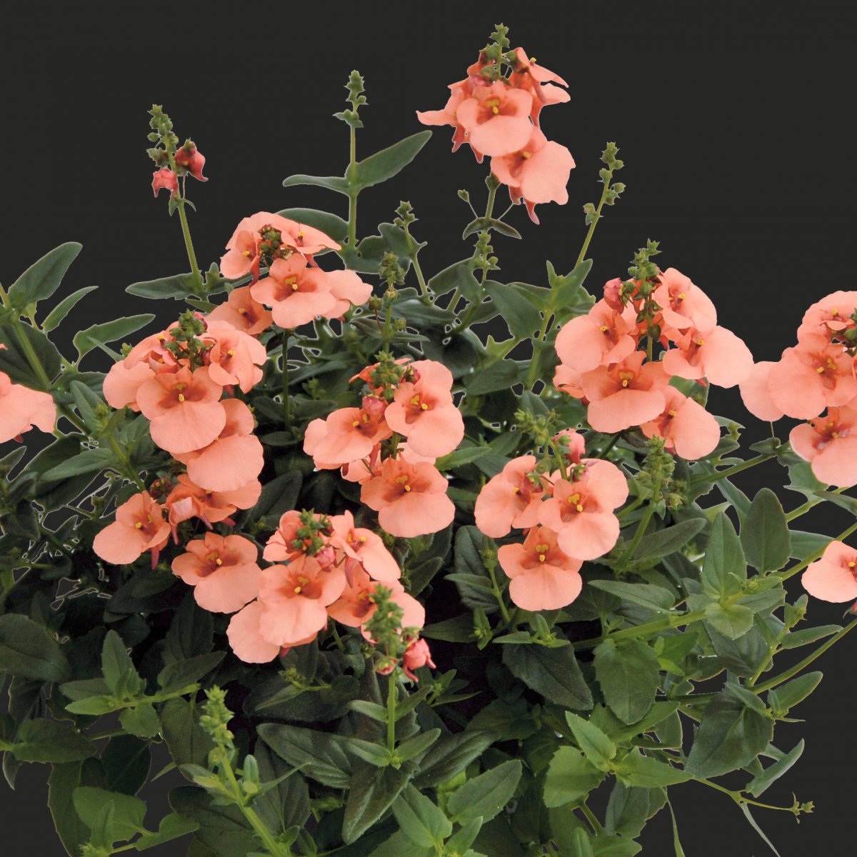 Tvillingsporre, Stickling 3-pack - Diascia barberae Breezee &reg; Plus Apricot
