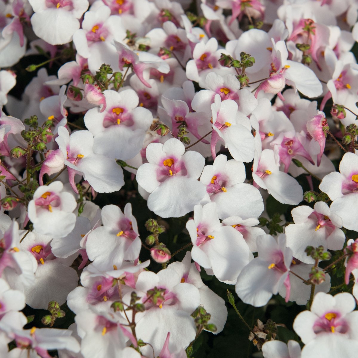 Tvillingsporre, Stickling 3-pack - Diascia barberae Breezee &reg; Plus White