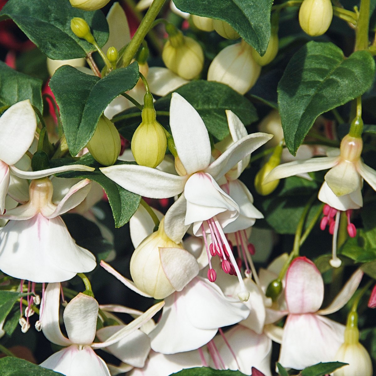Fuchsia Uppr&auml;tt, Stickling 3-pack - Fuchsia Shadow Dancer &reg; Albina