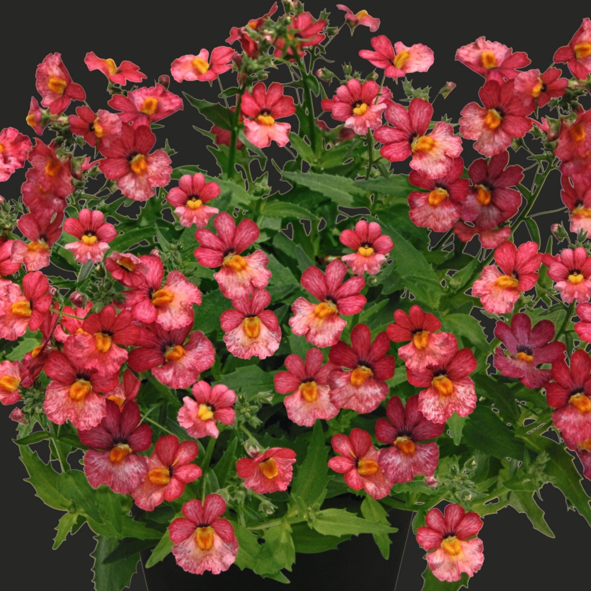Nemesia, Stickling 3-pack - Nemesia Sunsatia &reg; Plus Little Watermelon