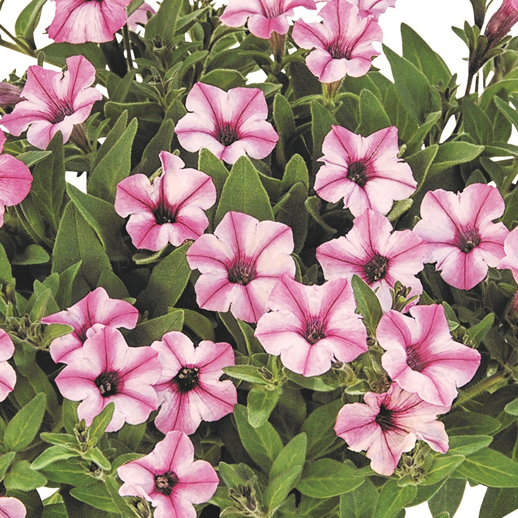 Petunia, Stickling 3-pack - Petunia x hybrida Supertunia Mini Vista &reg;