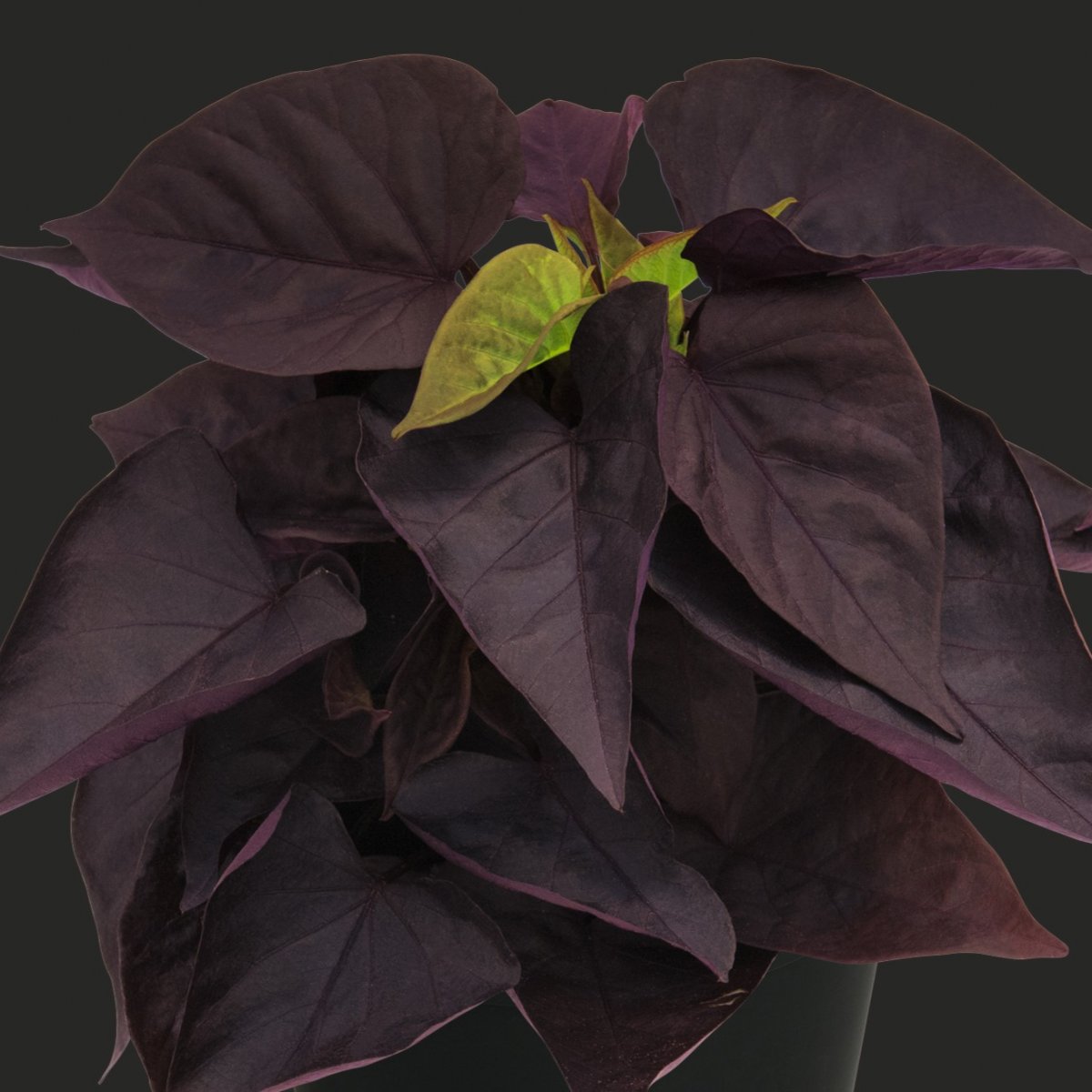 Batata Ipomoea, Stickling 3-pack - Batata Ipomoea Sweet Caroline Sweetheart Jet Black ™
