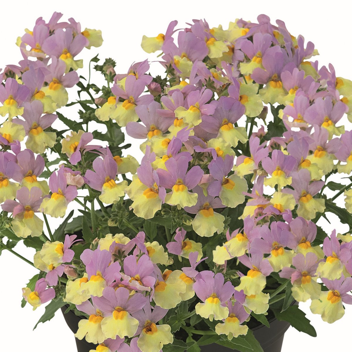 Nemesia, Stickling 3-pack - Nemesia Fairy Kisses&trade; Pink Lemonade