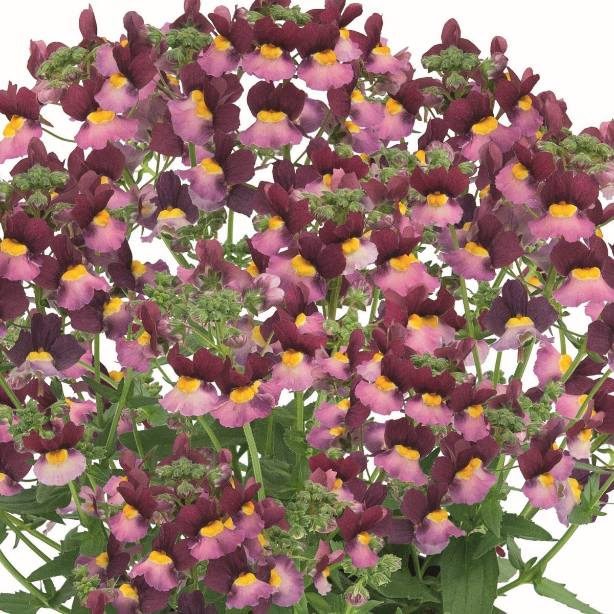 Nemesia, Stickling 3-pack - Nemesia Fairy Kisses&trade; Boysenberry