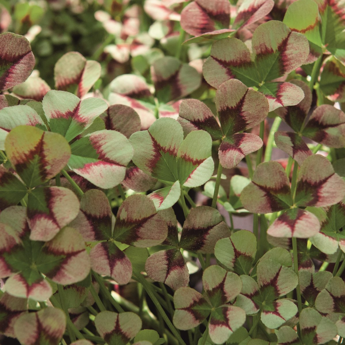 Kl&ouml;ver, Stickling 3-pack - Trifolium repens Angel Clover&trade; Jade