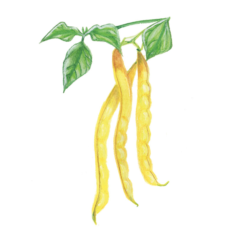 St&ouml;rvaxb&ouml;na Neckargold - Phaseolus vulgaris Neckargold