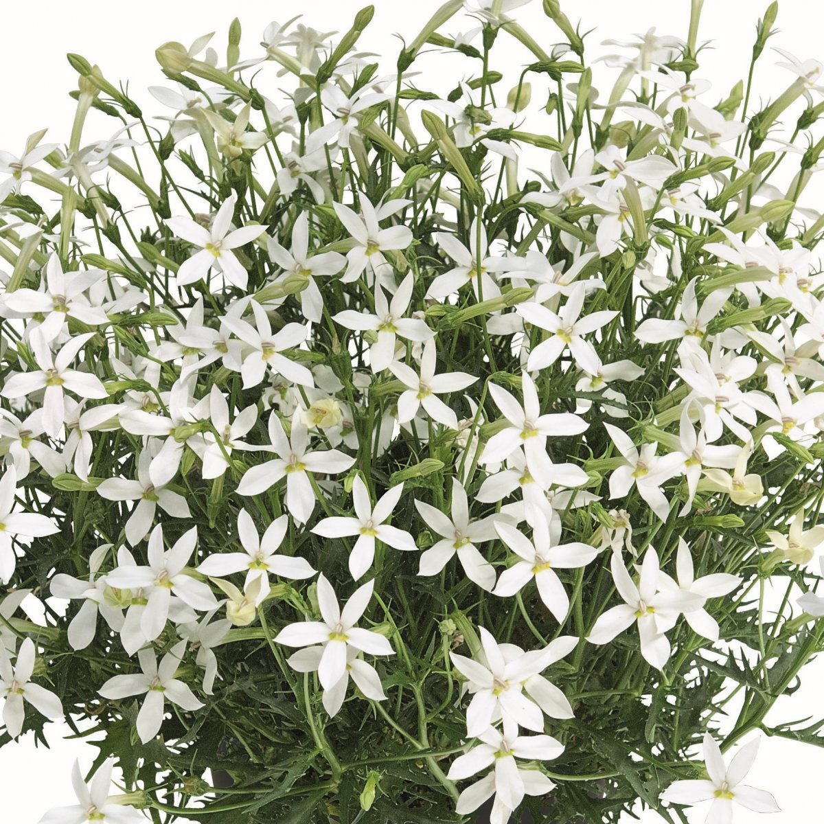 Stj&auml;rnlobelia, Stickling 3-pack - Isotoma axilaris Wendy's White