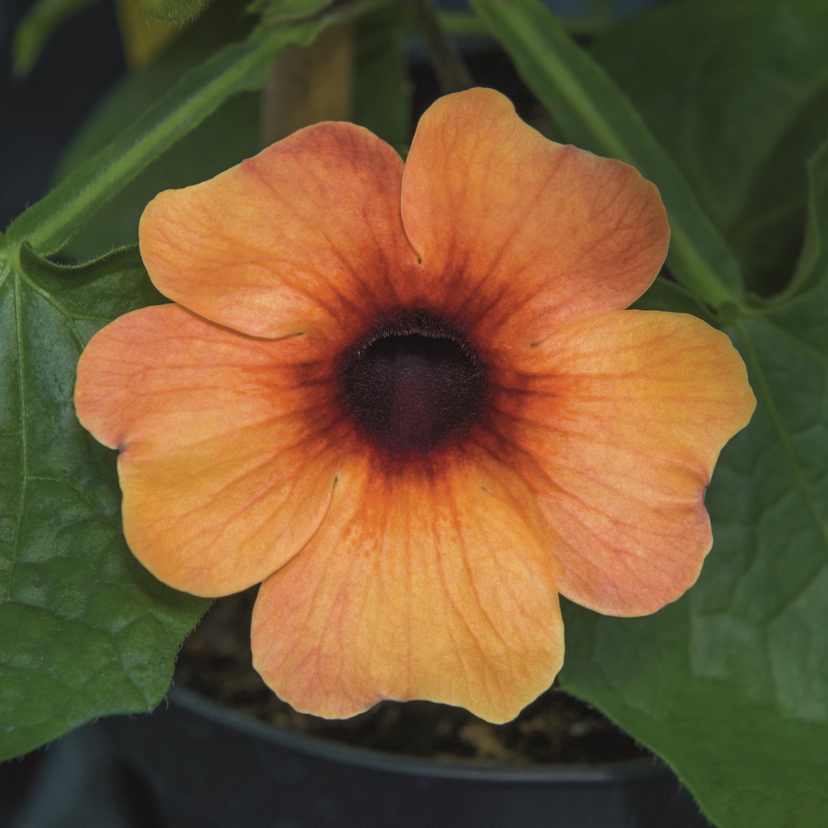 Svart&ouml;ga, Stickling 3-pack - Thunbergia alata Amera Mango Eye