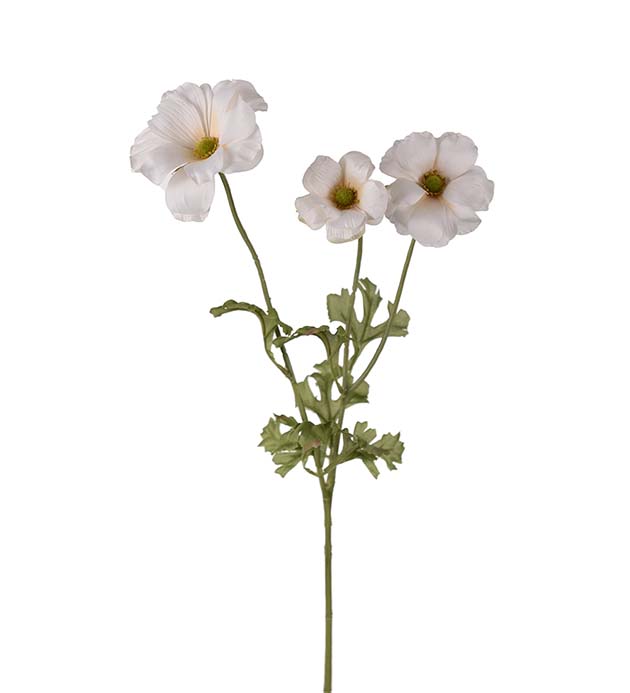 Fj&auml;rilsranuncel Creme 54cm