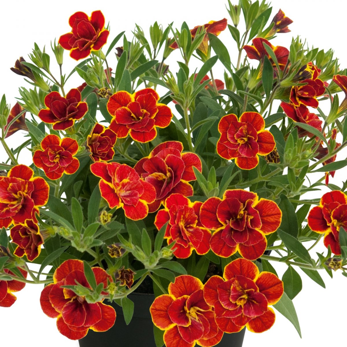 Sm&aring;petunia, Million Bells, Stickling 3-pack - Calibrachoa Superbells &trade; Double Redstone