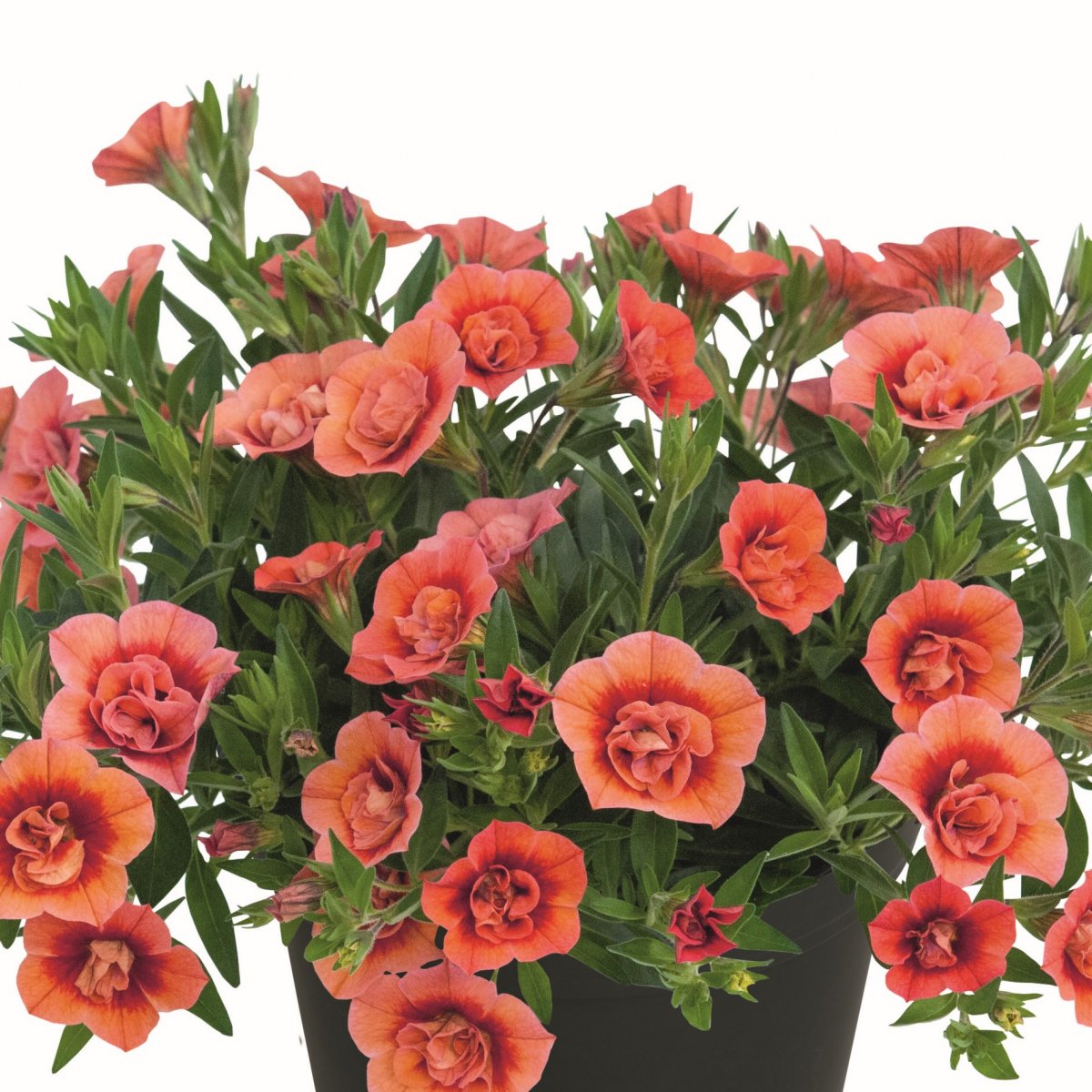 Sm&aring;petunia, Million Bells, Stickling 3-pack - Calibrachoa Superbells &trade; Unique Double Salmon