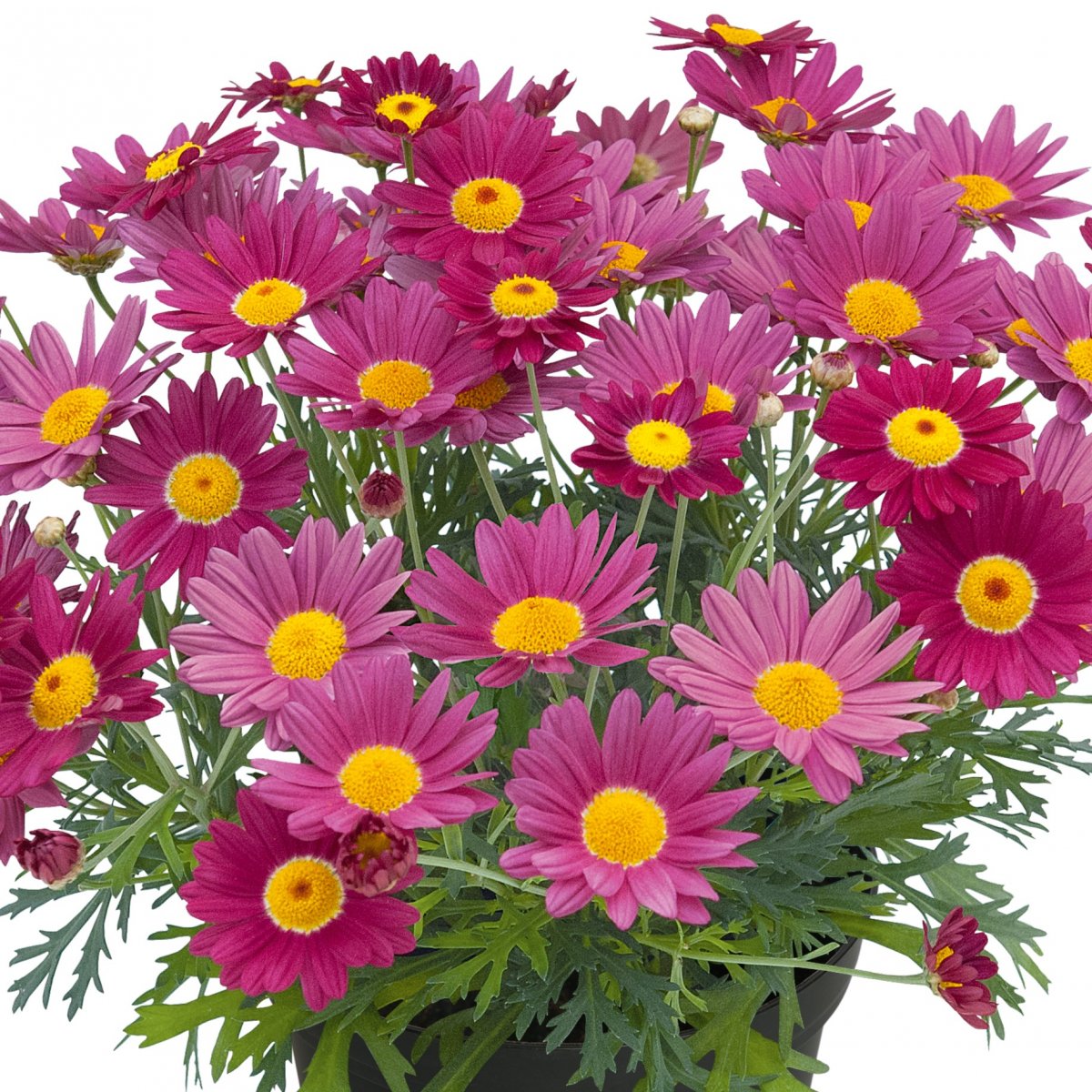 Margurit, Stickling 3-pack - Argyranthemum frutescens Dark Lolly&reg;