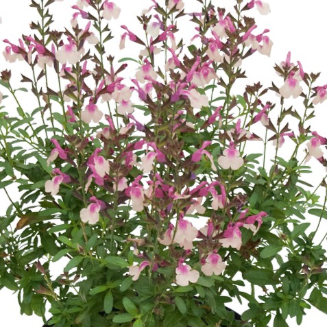 Salvia, Stickling 3-pack - Salvia Visional Peach
