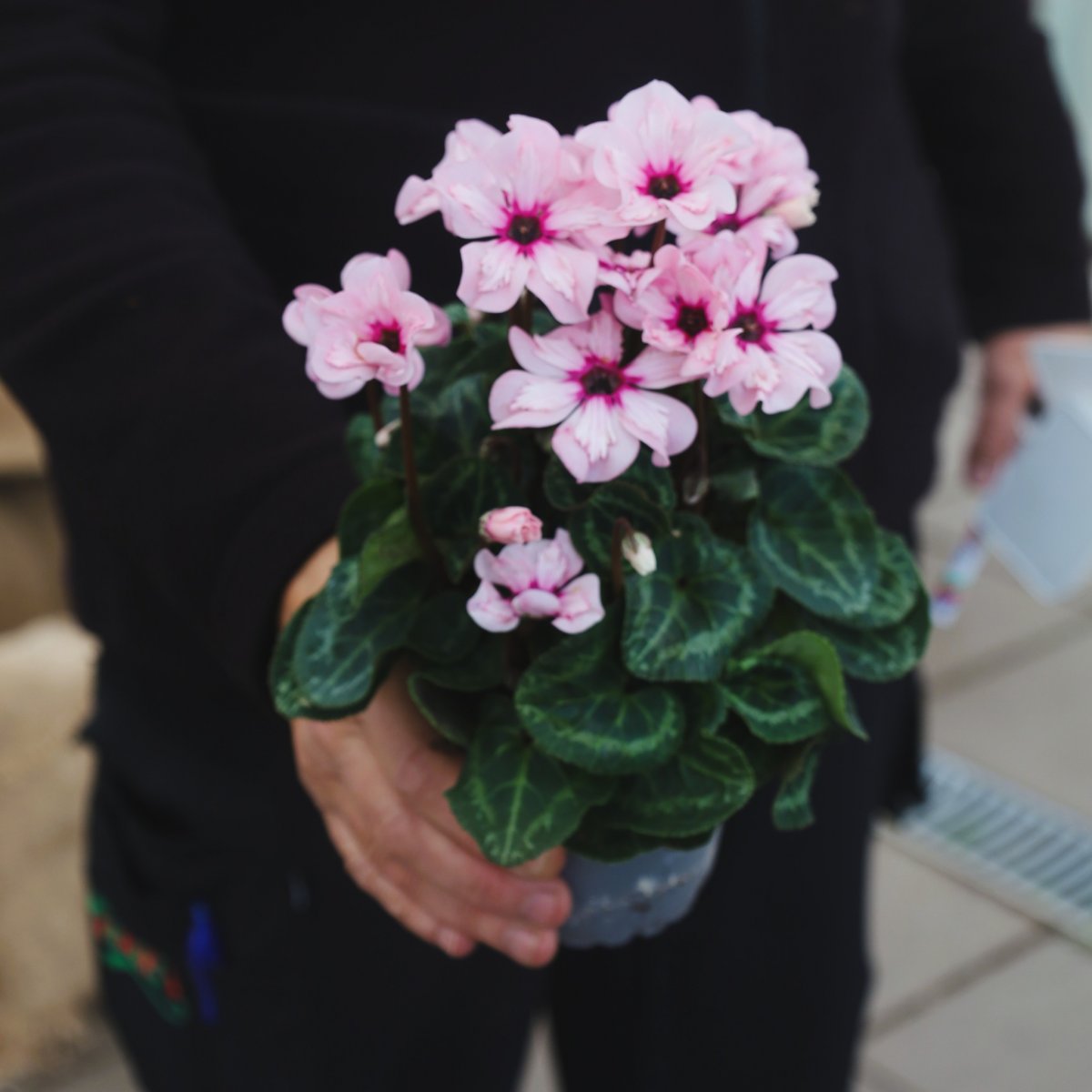 Cyclamen Illusia, Cyklamen Illusia - 10,5cm - Cyclamen Illusia (Krukstorlek: 10,5cm)