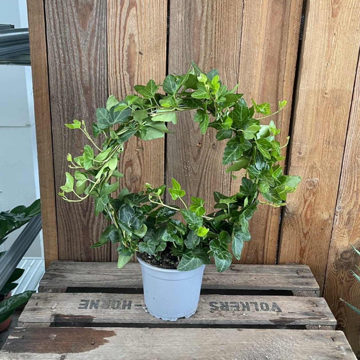 Hedera helix, Murgr&ouml;na b&aring;ge 12cm - Hedera helix