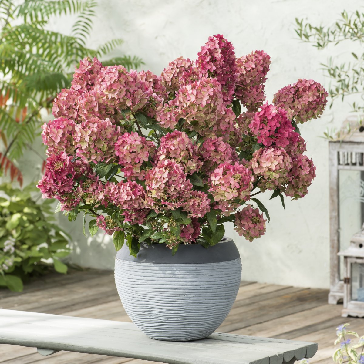 Vipphortensia - Hydrangea paniculata Petite Star &reg; (Storlek: 25-30 C3)