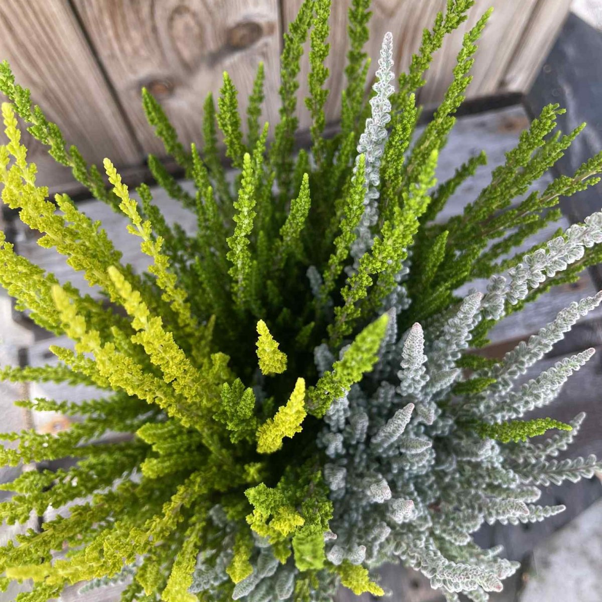 Calluna Sunset Trio, Ljung-mix - 12cm - Höstväxter